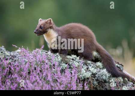 Pine Marten (Martes martes). Young female on log amongst heather, Scotland, Great Britain. Stock Photo