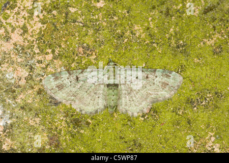Green Pug Moth Pasiphila rectangulata Essex, UK IN000881 Stock Photo