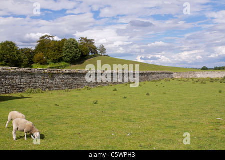 A walled field with grazing sheep, close to Jervaulx Abbey near Ripon in North Yorkshire Stock Photo