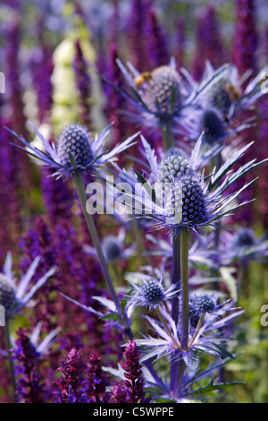 A flower bed in North Yorkshire full of blue thistle like Sea Holly - Eryngeum bourgatii Stock Photo
