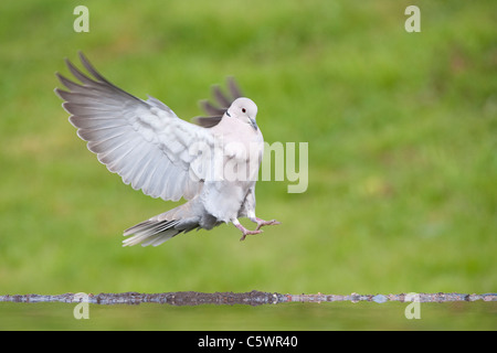 Eurasian Collared Dove (Streptopelia decaocto), adult alighting at garden pond. Stock Photo