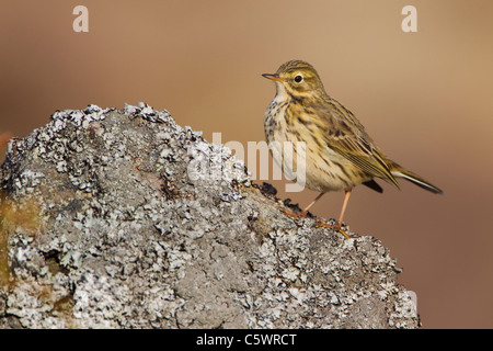 Meadow Pipit (Anthus pratensis), adult perched on rock. Scotland, Great Britain. Stock Photo