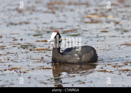 Red-knobbed coot (fulica cristata) at Wilderness National Park in South Africa. Stock Photo