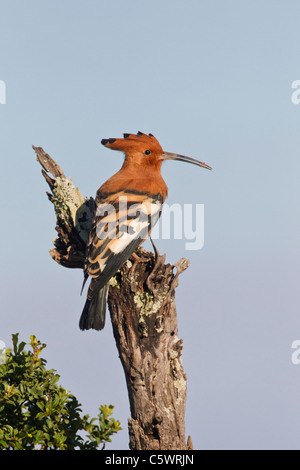 African hoopoe (upupa africana) at Addo Elephant Park in South Africa. Stock Photo