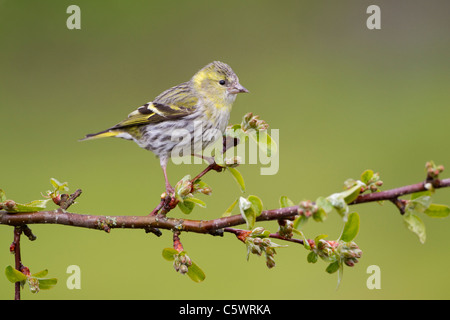 Eurasian Siskin (Carduelis spinus). Female perched on crab apple in spring, Scotland. Stock Photo