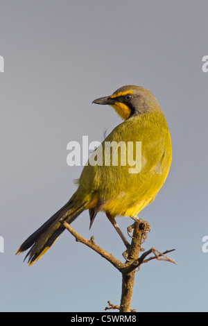 Bokmakierie (telophorus zeylonus) at Addo Elephant Park in South Africa. Stock Photo