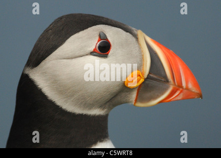 Puffin (Fratercula arctica) on Skomer Island, Wales, UK. May 2011. Stock Photo