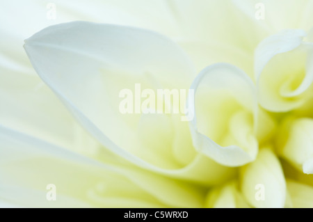 White Dahlia PL001358 Stock Photo