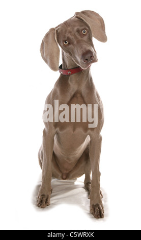 Weimaraner Dog Single female adult sitting Studio, UK Stock Photo