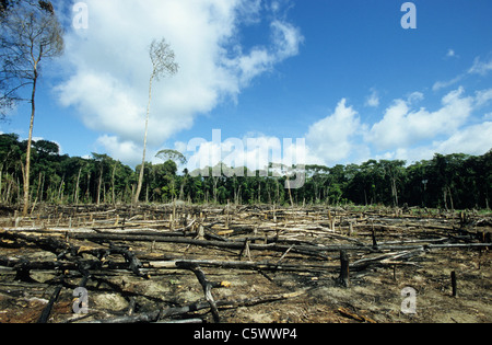 BRAZIL Amazon, Amazonas, Eirunepe, slash and burn, burned and deforested tropical rainforest near river Jurua Stock Photo