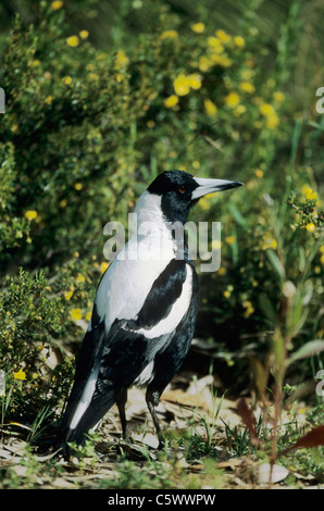 Australian Magpie Gymnorhina tibicen (race dorsalis) Yancep National Park Western Australia BI003648 Stock Photo