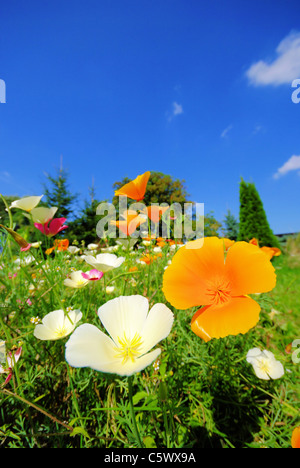 Kalifornischer Mohn - California poppy 30 Stock Photo