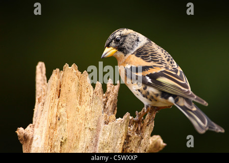 Brambling perched looking for food Stock Photo