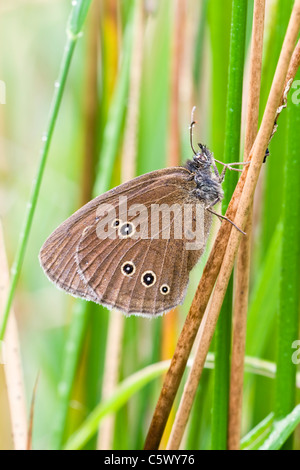 Ringlet Butterfly resting amongst soft rush Stock Photo