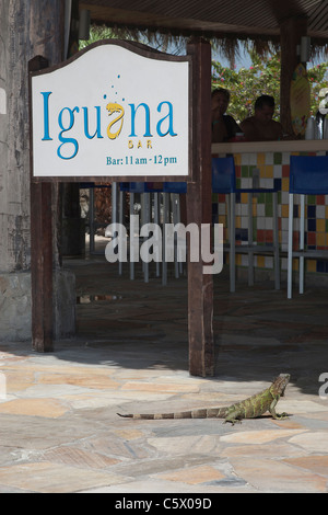 Wild Green iguana at the Iguana Bar, Sunspree Holiday Inn Resort, Aruba, Dutch Caribbean Stock Photo