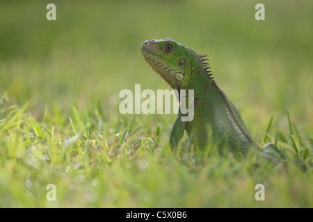 Portrait of a young wild Green Iguana sitting in a field at the Sunspree Holiday Inn resort, Aruba, Dutch Caribbean Stock Photo