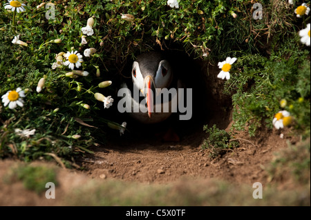 Puffin, Fratercula arctica, emerging from a burrow Stock Photo