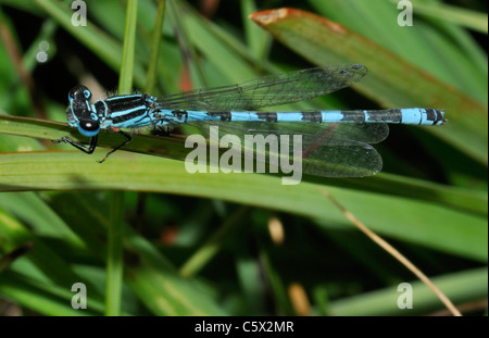 Southern Damselfly - Coenagrion mercuriale Male Stock Photo