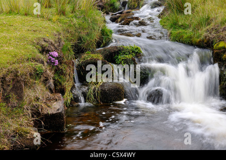 Purple flowers by a moorland stream, Swaledale, Yorkshire, England Stock Photo