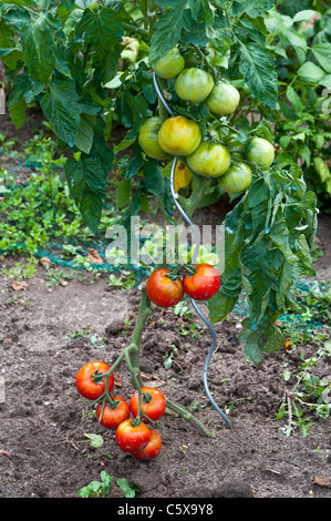 In the garden clusters of tomatoes hanging on their support Stock Photo