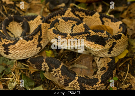 Black-headed Bushmaster - (Lachesis melanocephala) - Costa Rica - captive - Venomous Stock Photo