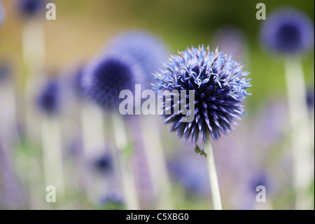 Echinops ritro veitchs blue. Globe thistle flowers in an English garden Stock Photo