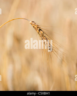 Barley spike (Hordeum Vulgare), close up Stock Photo
