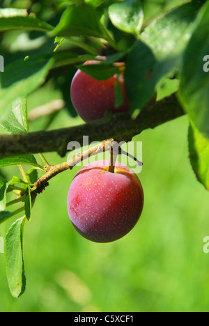 Pflaume Baum - plum tree 01 Stock Photo