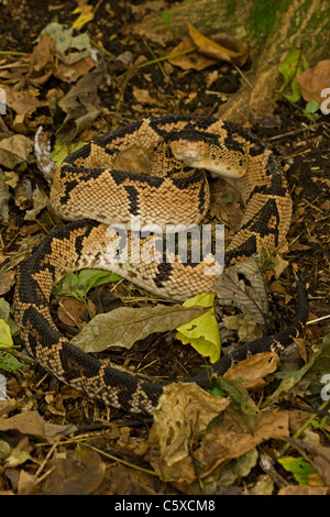 Black-headed Bushmaster - (Lachesis melanocephala) - Costa Rica - captive - Venomous Stock Photo