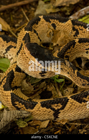 Black-headed Bushmaster - (Lachesis melanocephala) - Costa Rica - captive - Venomous Stock Photo