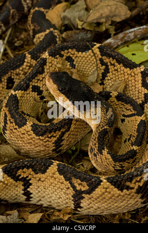 Black-headed Bushmaster - (Lachesis melanocephala) - Costa Rica - captive - Venomous Stock Photo