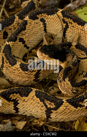 Black-headed Bushmaster - (Lachesis melanocephala) - Costa Rica - captive - Venomous Stock Photo