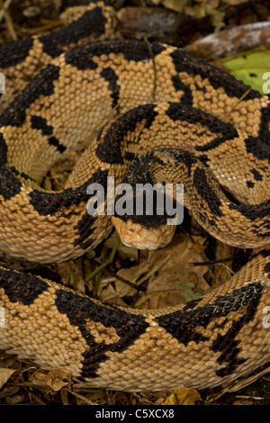 Black-headed Bushmaster - (Lachesis melanocephala) - Costa Rica - captive - Venomous Stock Photo