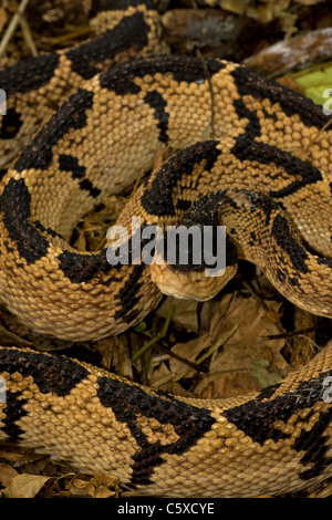 Black-headed Bushmaster - (Lachesis melanocephala) - Costa Rica - captive - Venomous Stock Photo