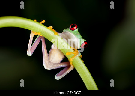 One inch red eyed tree frog on a liane