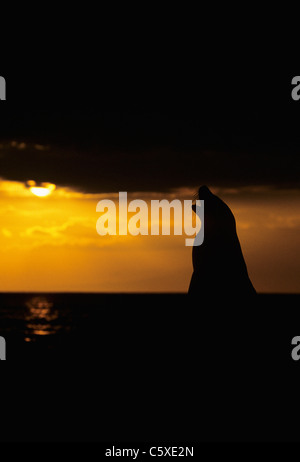 Galapagos Sea Lion - Silhouetted at Sunset Zalophus californianus wollebacki Isabela Island, Galapagos MA000034 Stock Photo