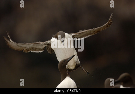 GUILLEMOT Uria aalge  An adult (bridled form) braking as it comes in to land Saltee Islands, Ireland Stock Photo