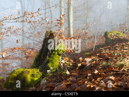 golden autum light on a moss covered tree trunk with golden dry leafs in the woods Stock Photo