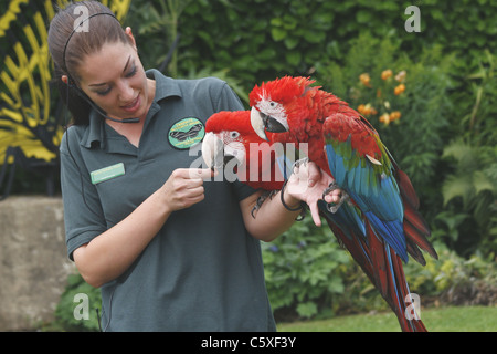 animal presenter giving talk on red and green macaws