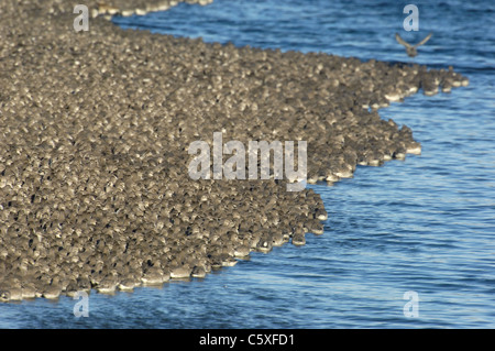 KNOT Calidris canutus  A group of 30,000 Knot roosting on a shingle bank appear to form a living coastline  Norfolk, UK Stock Photo