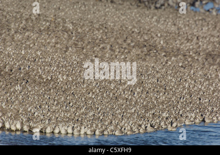 KNOT Calidris canutus  A group of some 30,000 knot roosting on a shingle bank at high tide Norfolk, UK Stock Photo