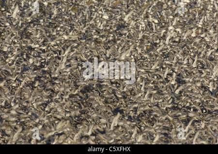 KNOT Calidris canutus  A group of some 30,000 knot take to the air as a peregrine falcon dives into their midst Norfolk, UK Stock Photo