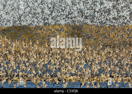 KNOT Calidris canutus  A group of some 30,000 knot take to the air Norfolk, UK Stock Photo