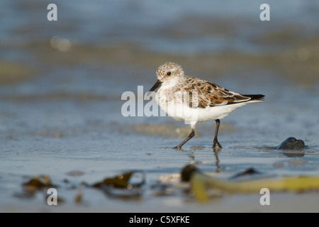 Sanderling in Spring plumage on a beach in Scotland, UK during migration. This species breeds in the high arctic.