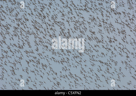 Knot Calidris canutus  Tens of thousands of knot move as one as they fly to a high tide roost Norfolk, UK Stock Photo