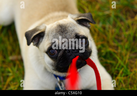 A 36 week old Chinese pug puppy protesting her leash by chewing on it. Stock Photo