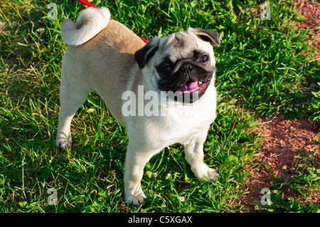 6 month best sale old pug puppy