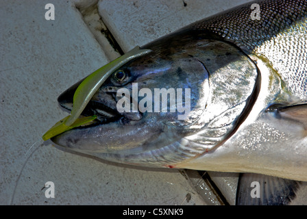 Big chinook salmon sport caught on artificial plastic herring strip Stock Photo