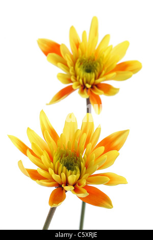 two yellow orange red chrysanthemum daisies cut out over white background Stock Photo