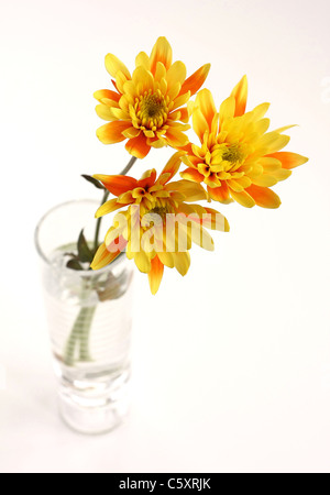 three yellow orange red chrysanthemum daisies in vase on bright background Stock Photo